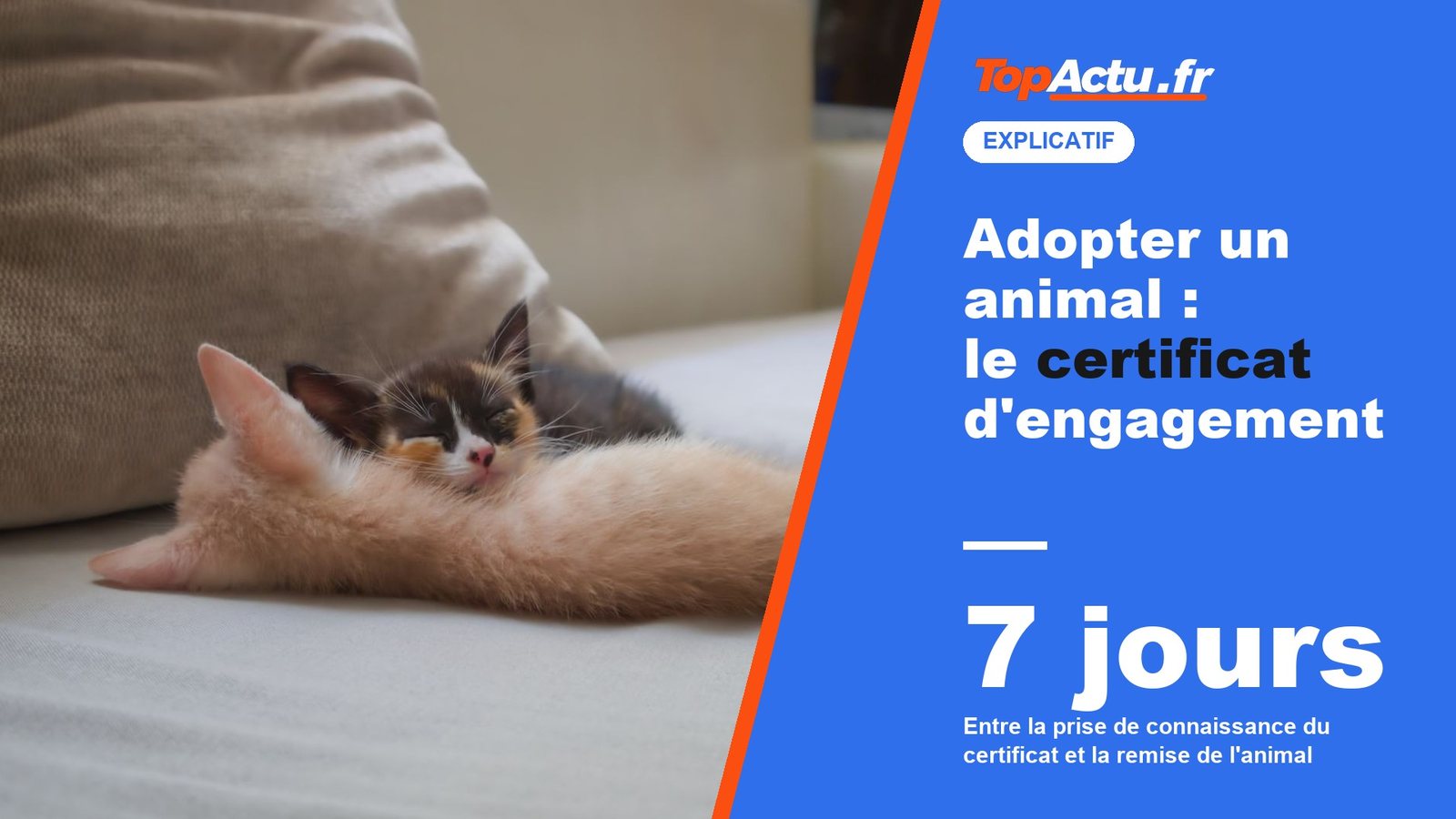 Adopter un animal : le certificat d'engagement : 7 jours, image à la une