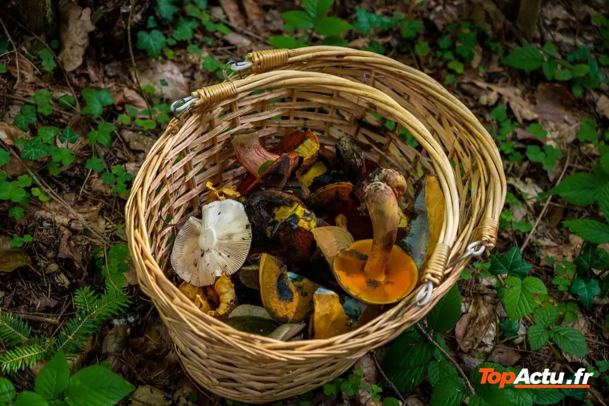 Panier en osier rempli de champignons des bois sur le sol d'une forêt, entre les feuilles d'automne