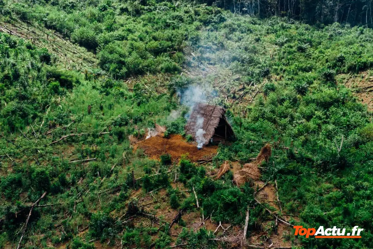 Fumée s'élevant d'une parcelle défrichée au milieu de la forêt tropicale, vue aérienne