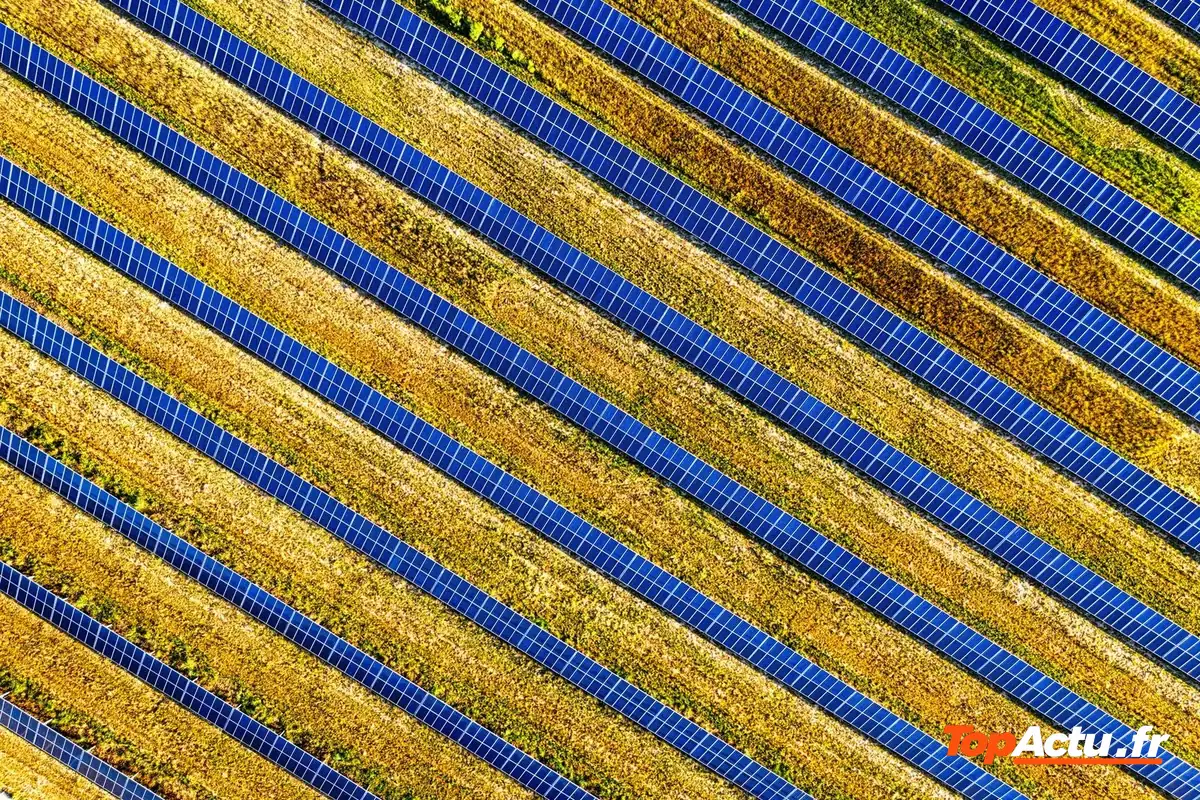 Vue aérienne de rangées de panneaux solaires bleus entre des parcelles jaunes