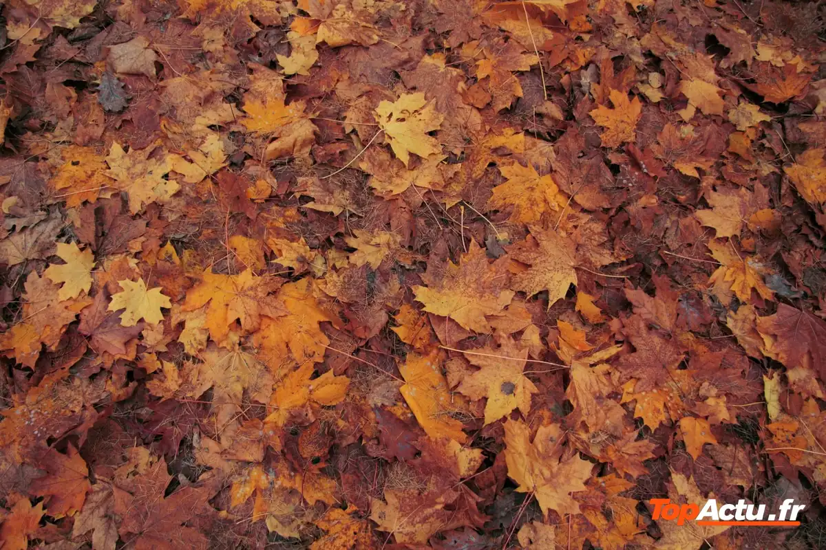 Un tapis de feuilles mortes aux teintes orangées et brunes